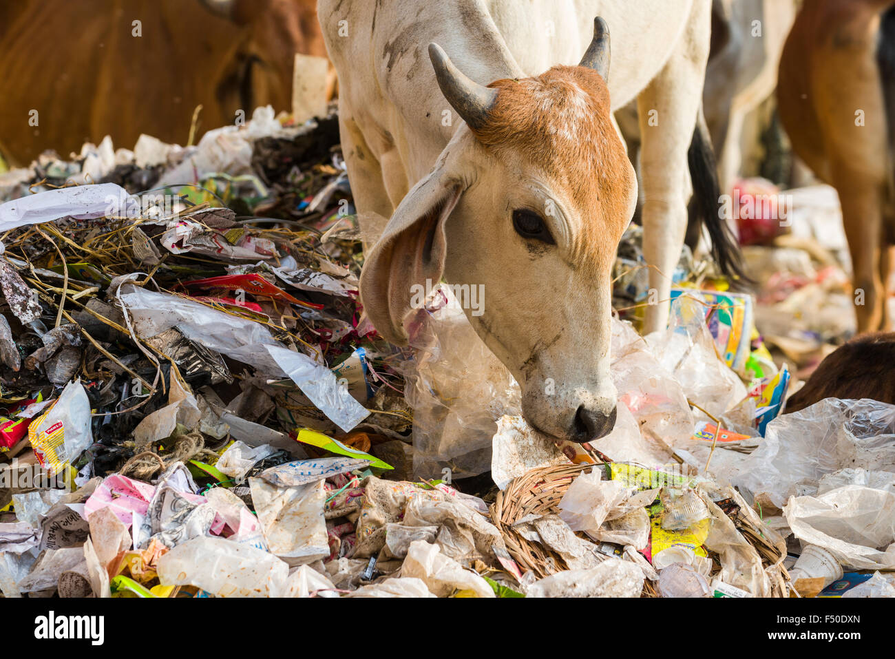 A cow is standing in a heap of garbage, eating plastic and paper Stock