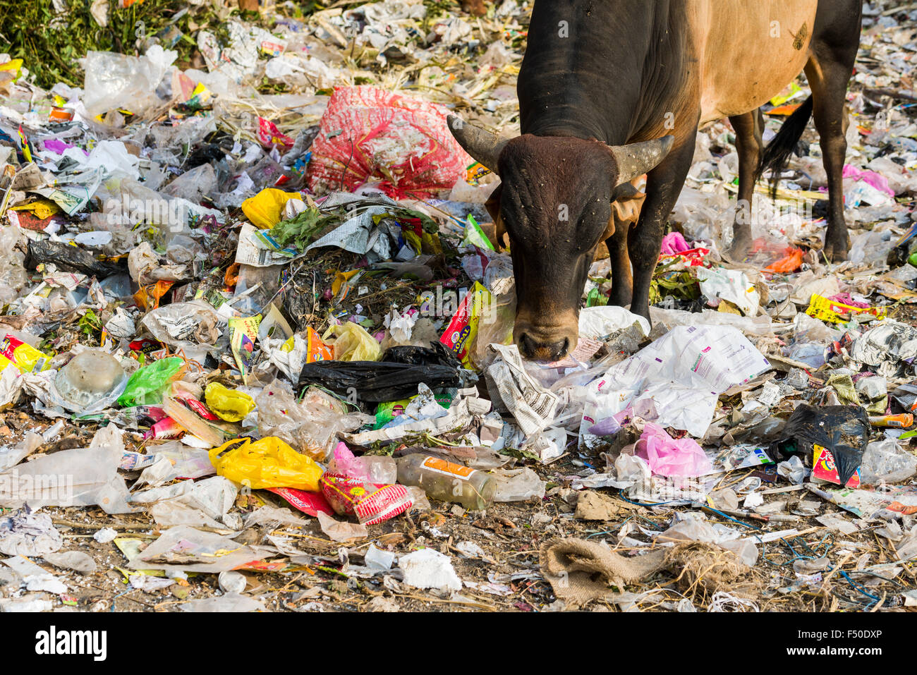 Animal eating plastic hi-res stock photography and images - Alamy