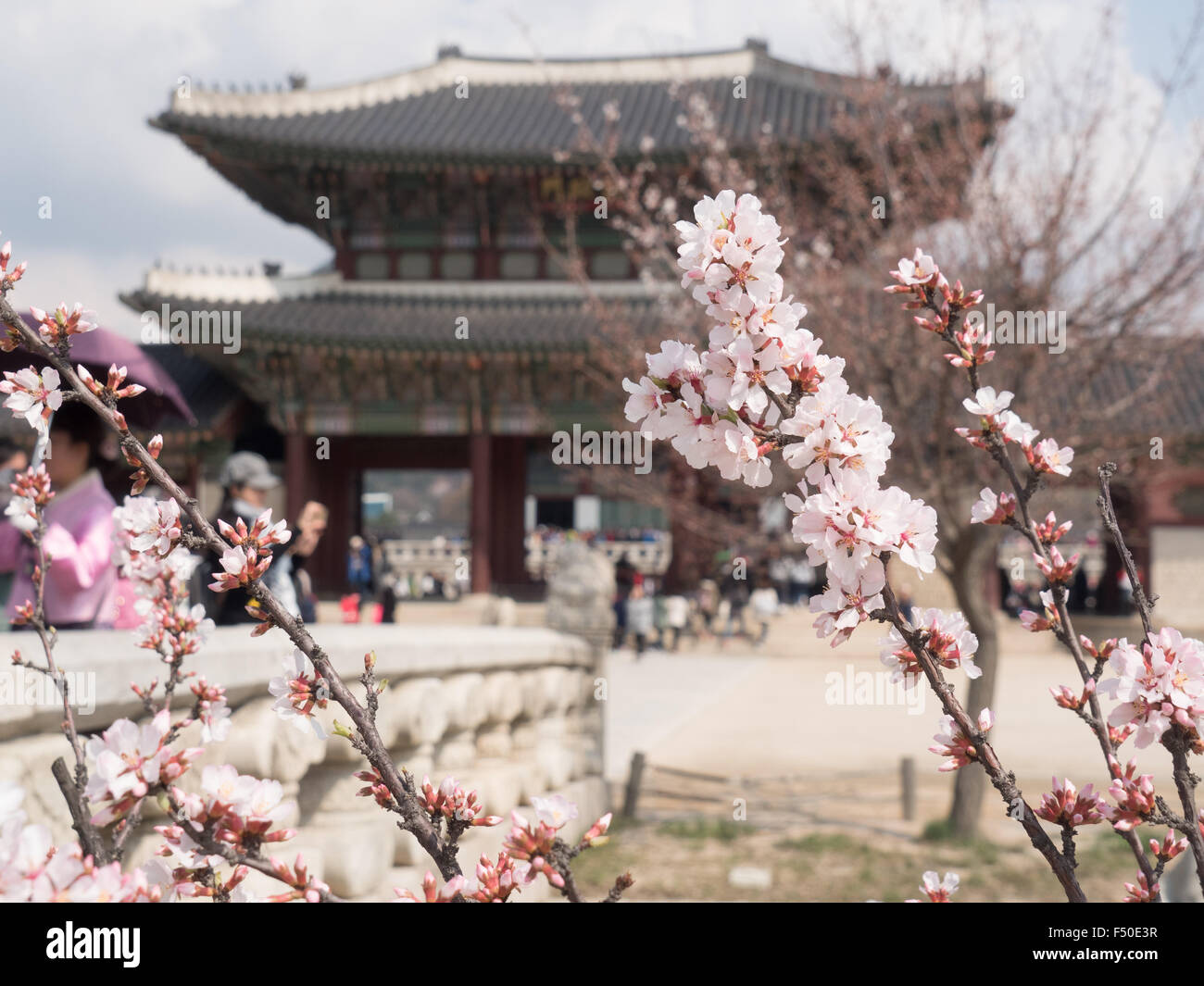 Pink cherry blossom flowers in the Gyeongbokgung Palace (경복궁) in Seoul, South Korea Stock Photo