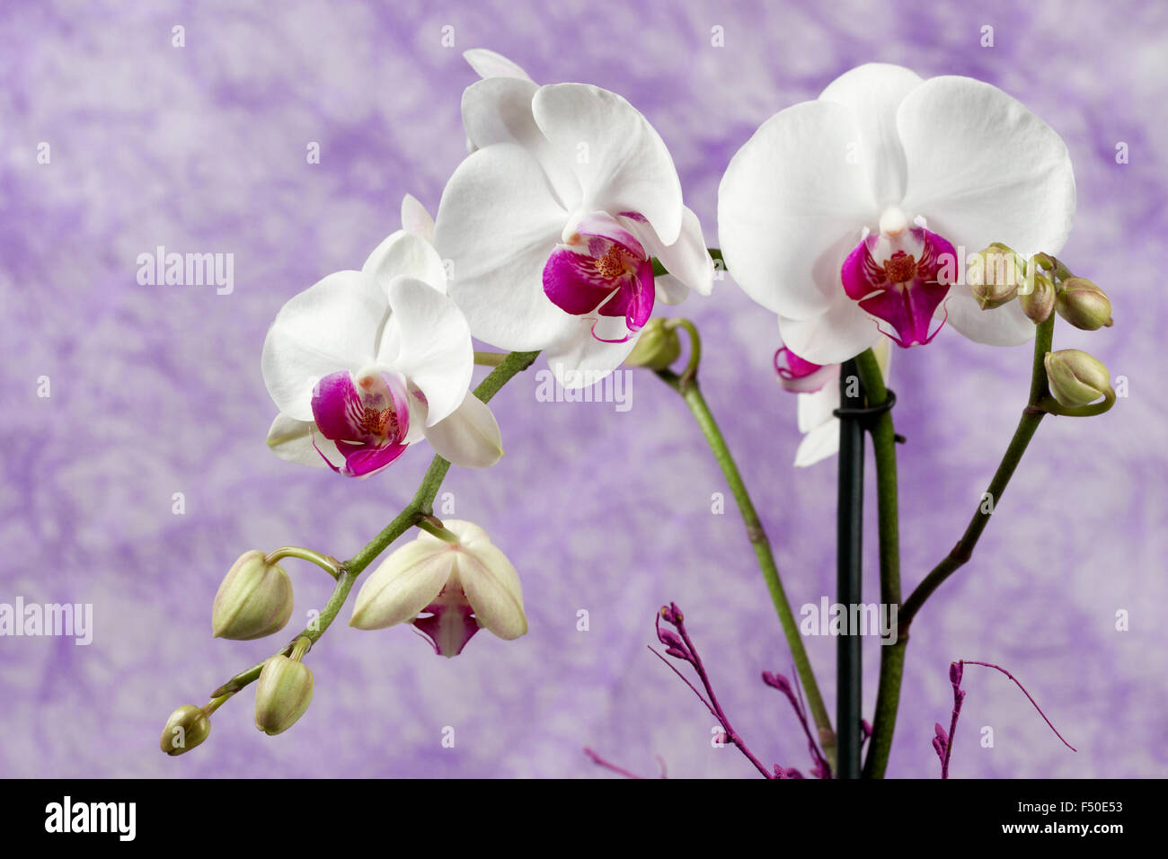 beautiful white butterfly orchids on a violet background Stock Photo