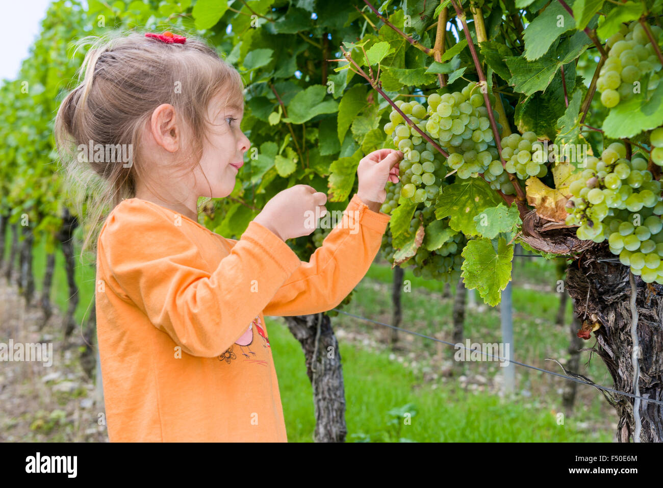 Little Girl wearing an orange shirt is eating grapes in a wine yard