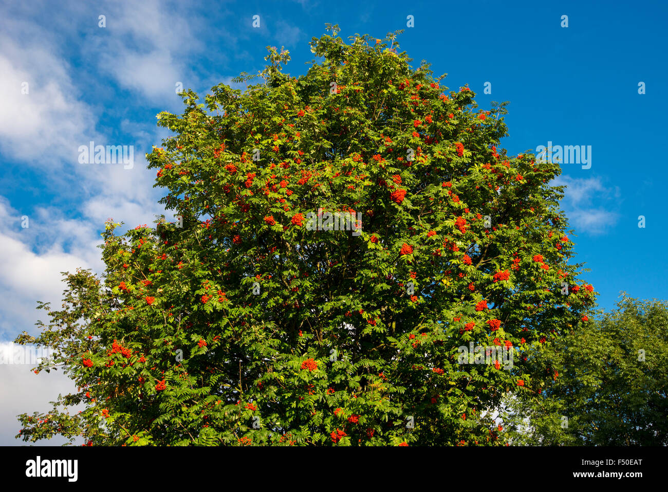 Bright red berries on a Rowan tree with background of blue sky. Stock Photo