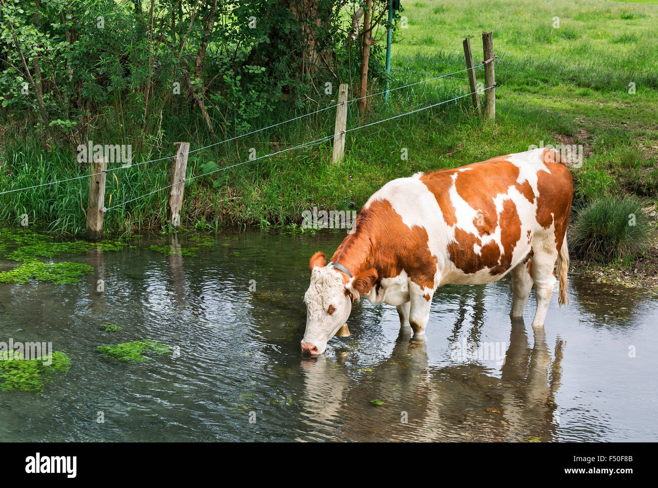 cow drinks water in the river Stock Photo