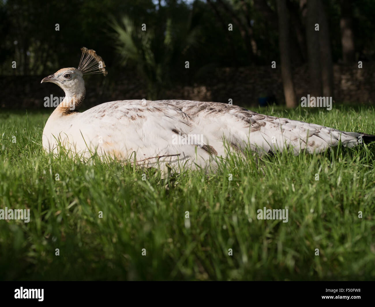 An albino peacock / peafowl sitting on the grass Stock Photo