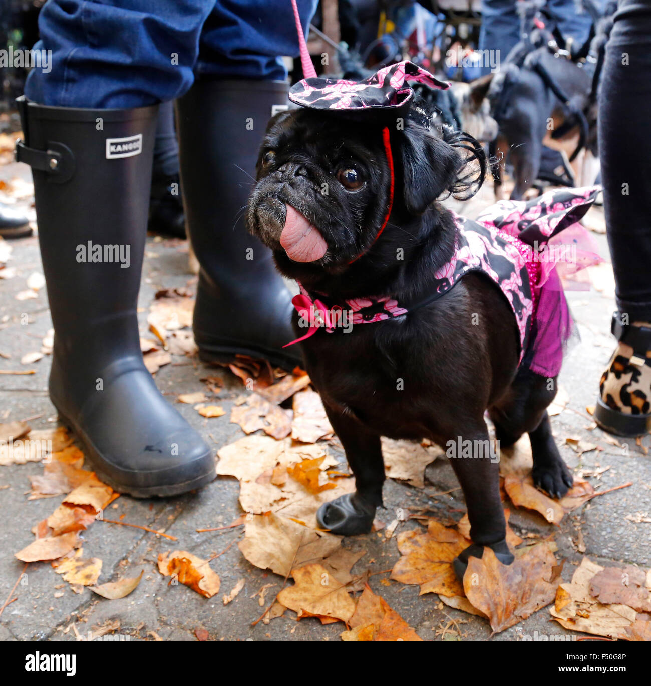 London, UK. 25th October, 2015. Dogs are dressed up in Halloween costumes at the Spaniards Inn in Hampstead, London, for a dog show in aid of the charity All Dogs Matter on Sunday 25 October 2015. Credit:  Glyn Thomas Photography/Alamy Live News Stock Photo