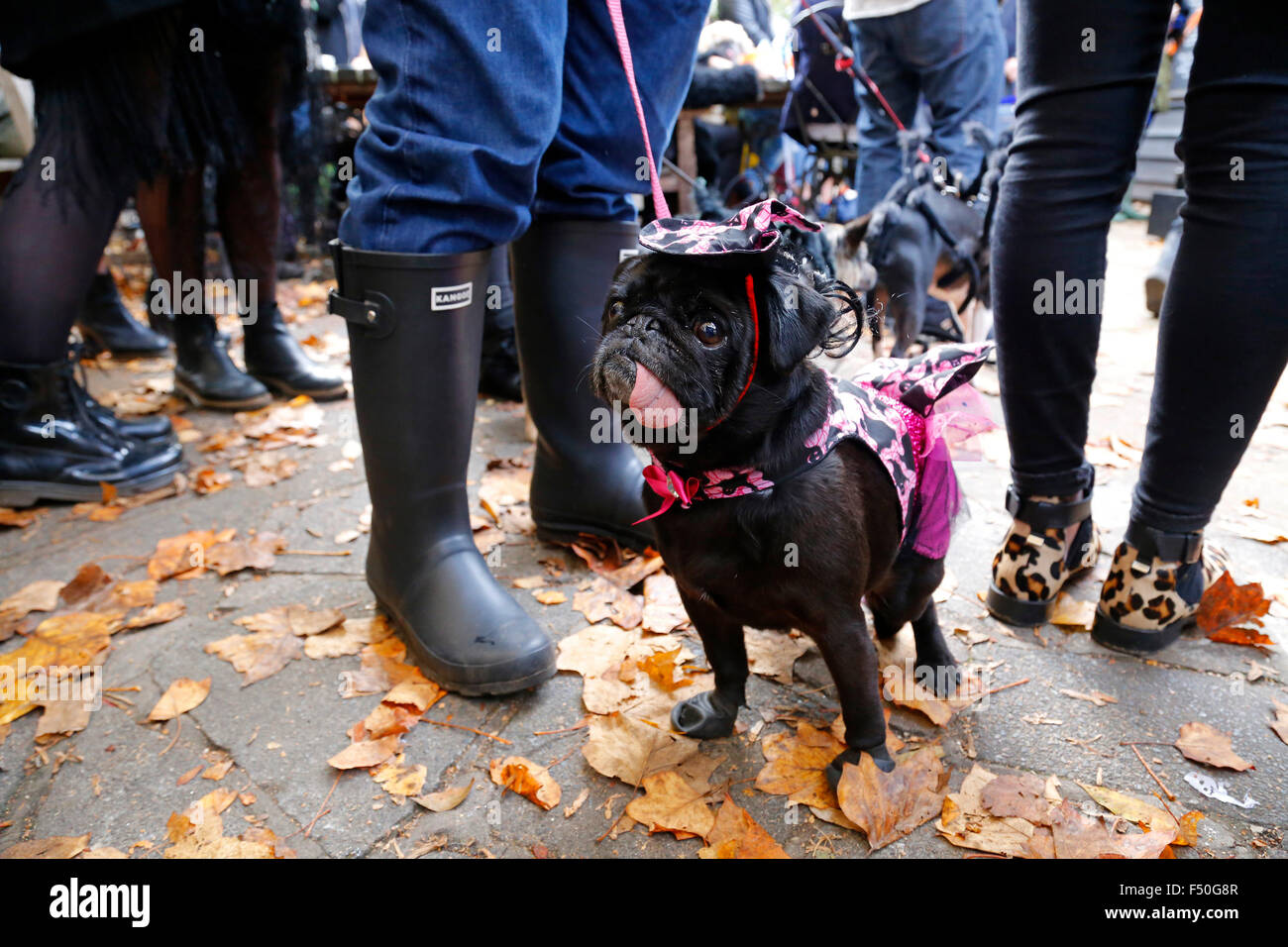 London, UK. 25th October, 2015. Dogs are dressed up in Halloween costumes at the Spaniards Inn in Hampstead, London, for a dog show in aid of the charity All Dogs Matter on Sunday 25 October 2015. Credit:  Glyn Thomas Photography/Alamy Live News Stock Photo