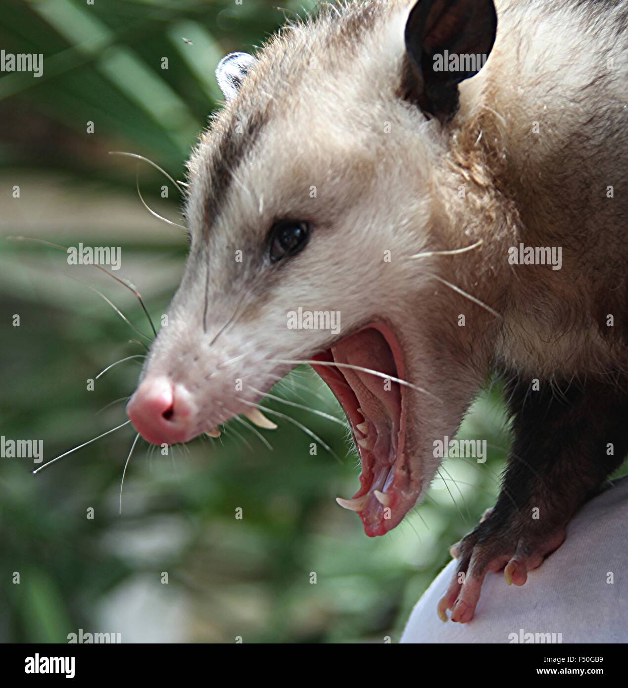 Opossum teeth hi-res stock photography and images - Alamy
