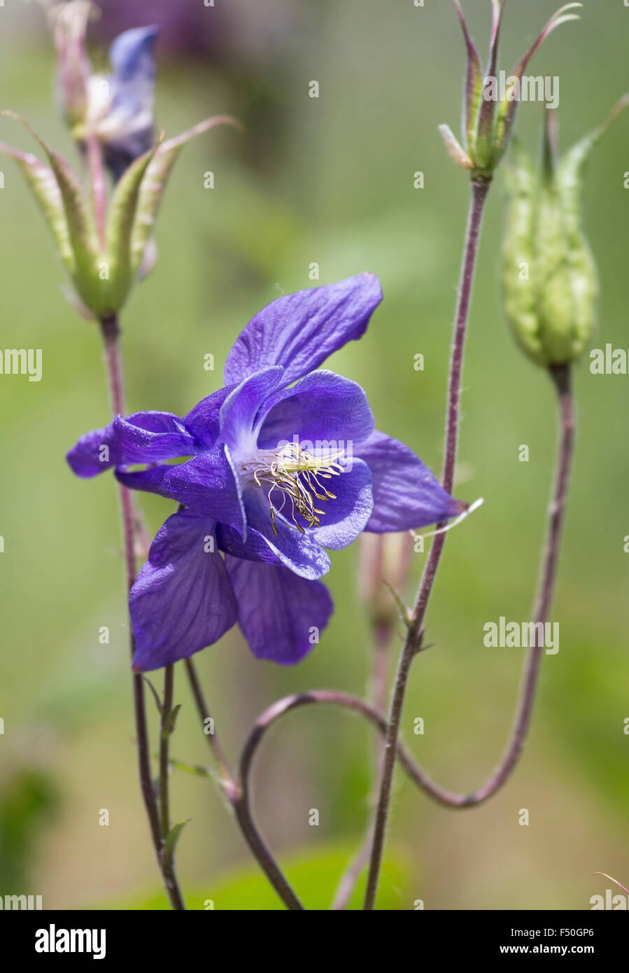 beautiful flowers in their natural environment Stock Photo Alamy