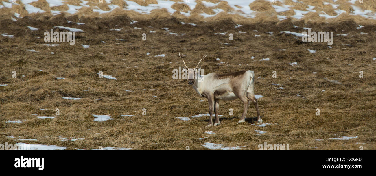 Reindeer at a lake in Iceland Stock Photo