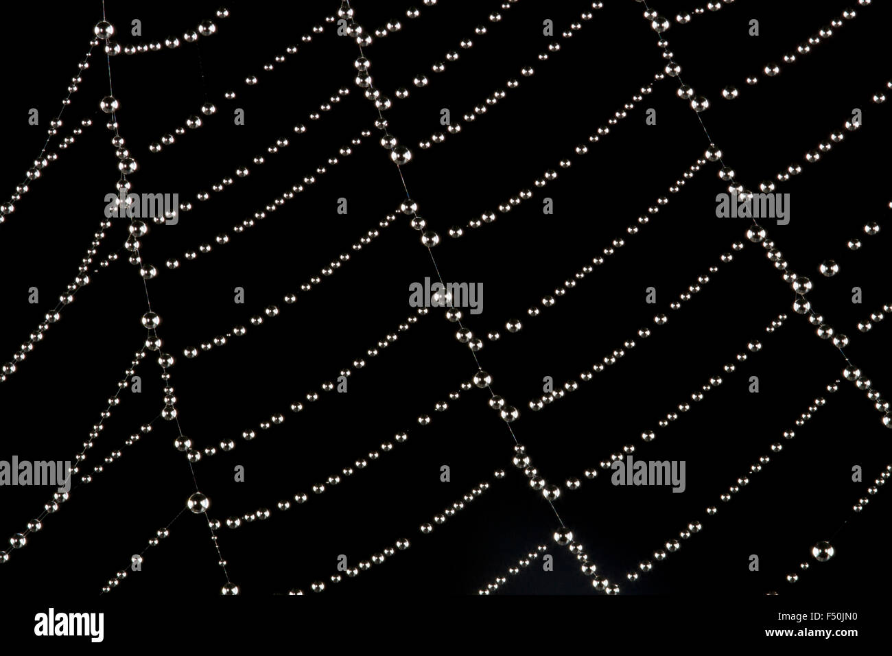 Orb web spider web with glistening droplets of water suspended on it ...
