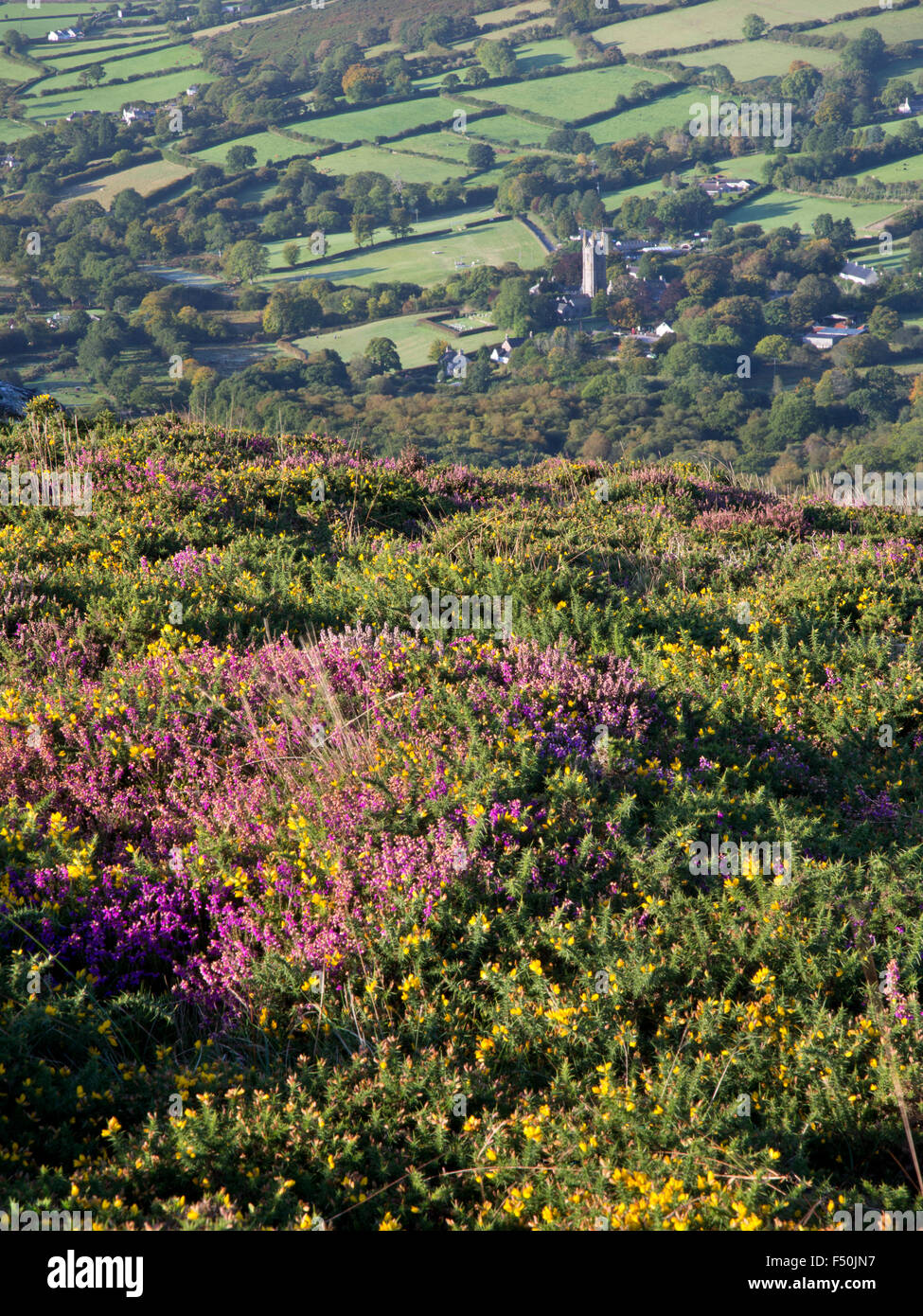 View down to Widecombe-in-the-Moor on Dartmoor with heather and gorse in the foreground Stock Photo