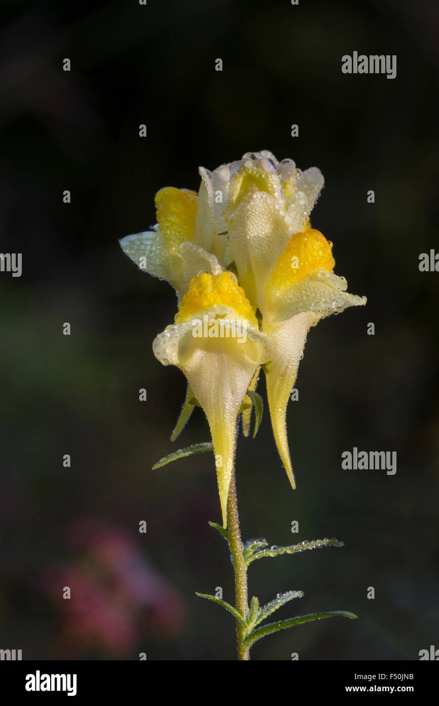 Common Toadflax flower head Stock Photo