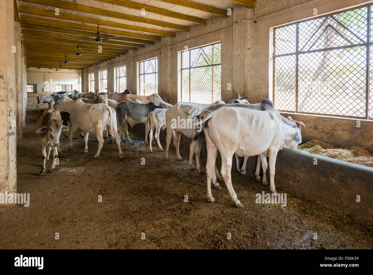 Older or sick cows, who cannot survive on the streets anymore, are taken care of in Gaushalas Stock Photo