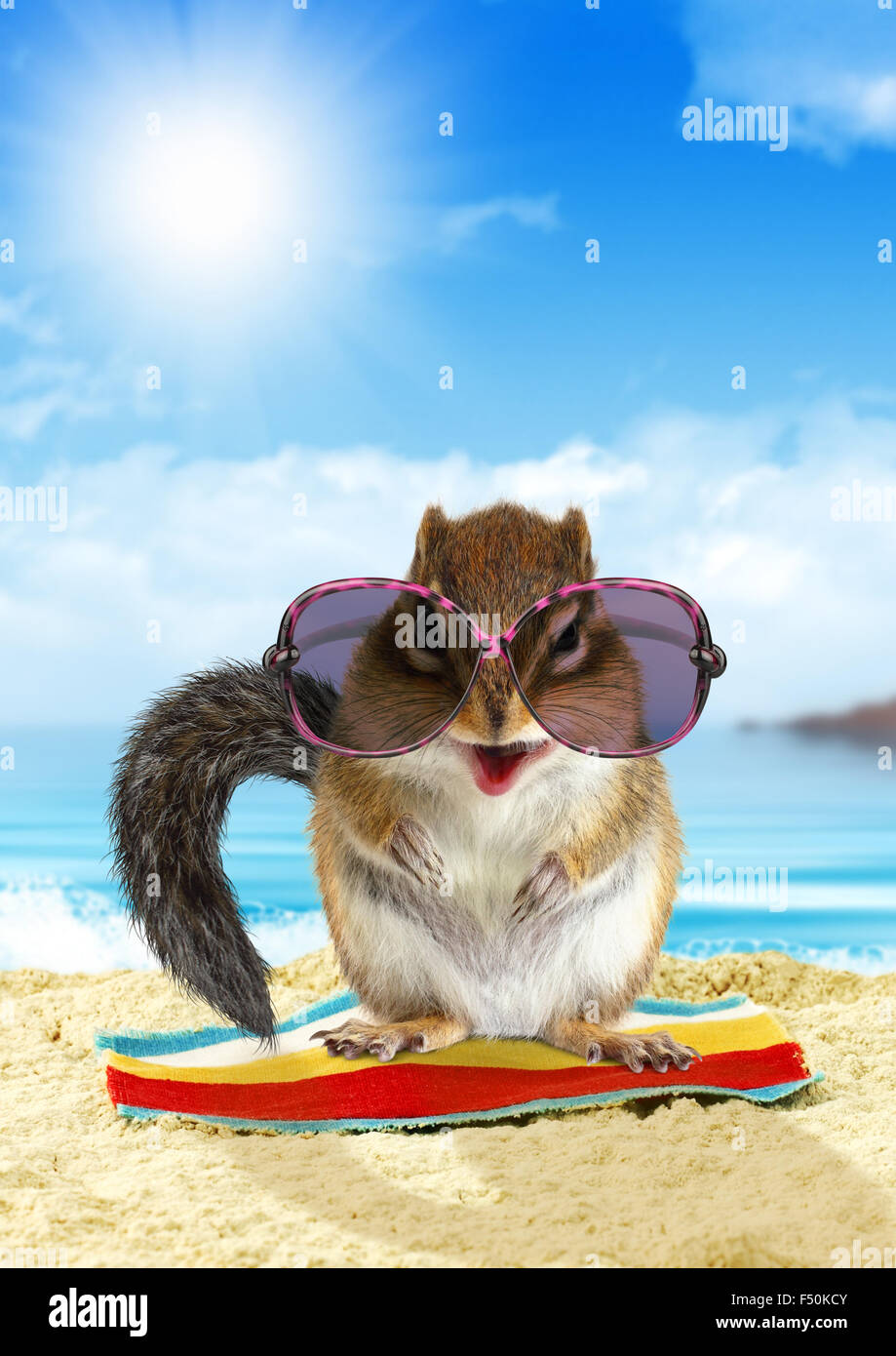 Funny animal on summer holiday, squirrel on the beach with sunglasses Stock Photo