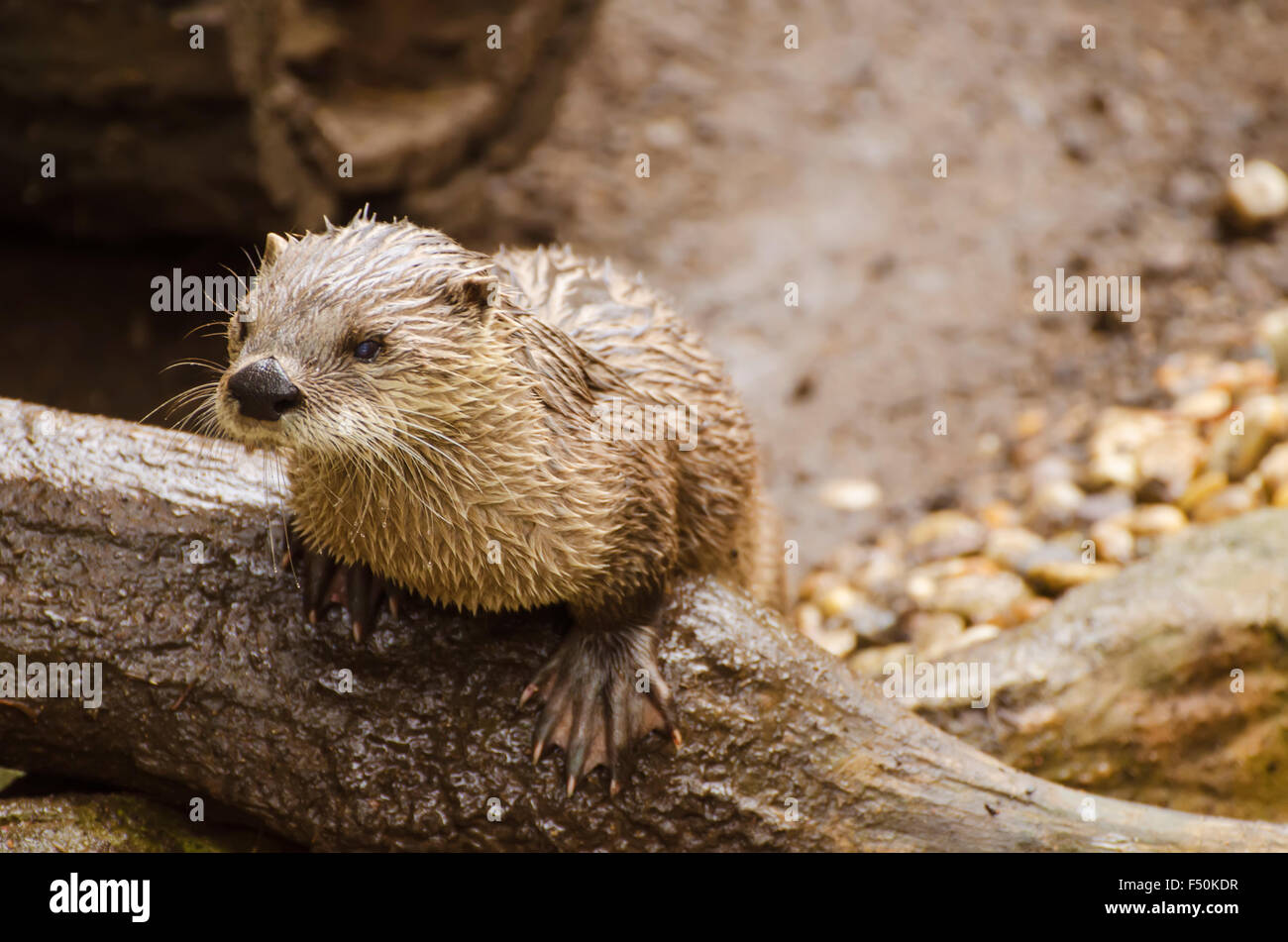 Otter on a tree trunk Stock Photo