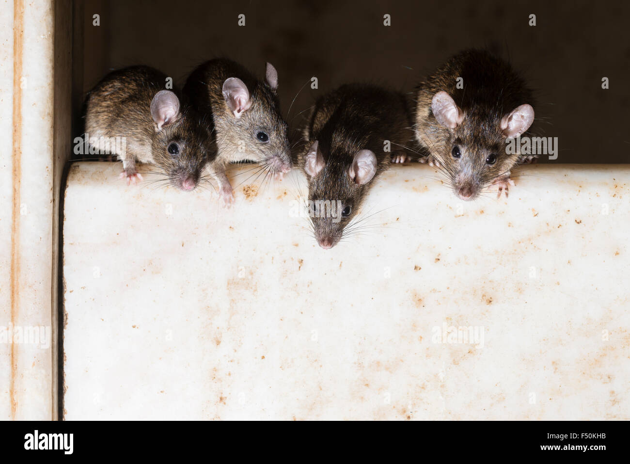 More than 20.000 holy rats are living at Karni Mata Temple, a famous Hindu temple dedicated to Karni Mata. It is also known as t Stock Photo