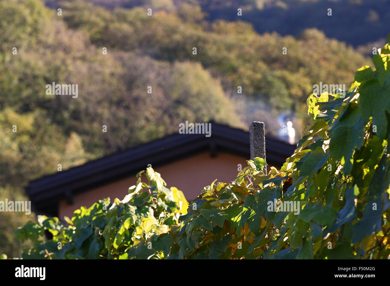Wine country home with vineyard in the foreground Stock Photo