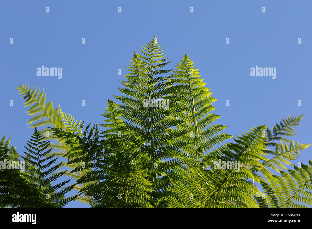 Group of green ferns against clear blue skies Stock Photo