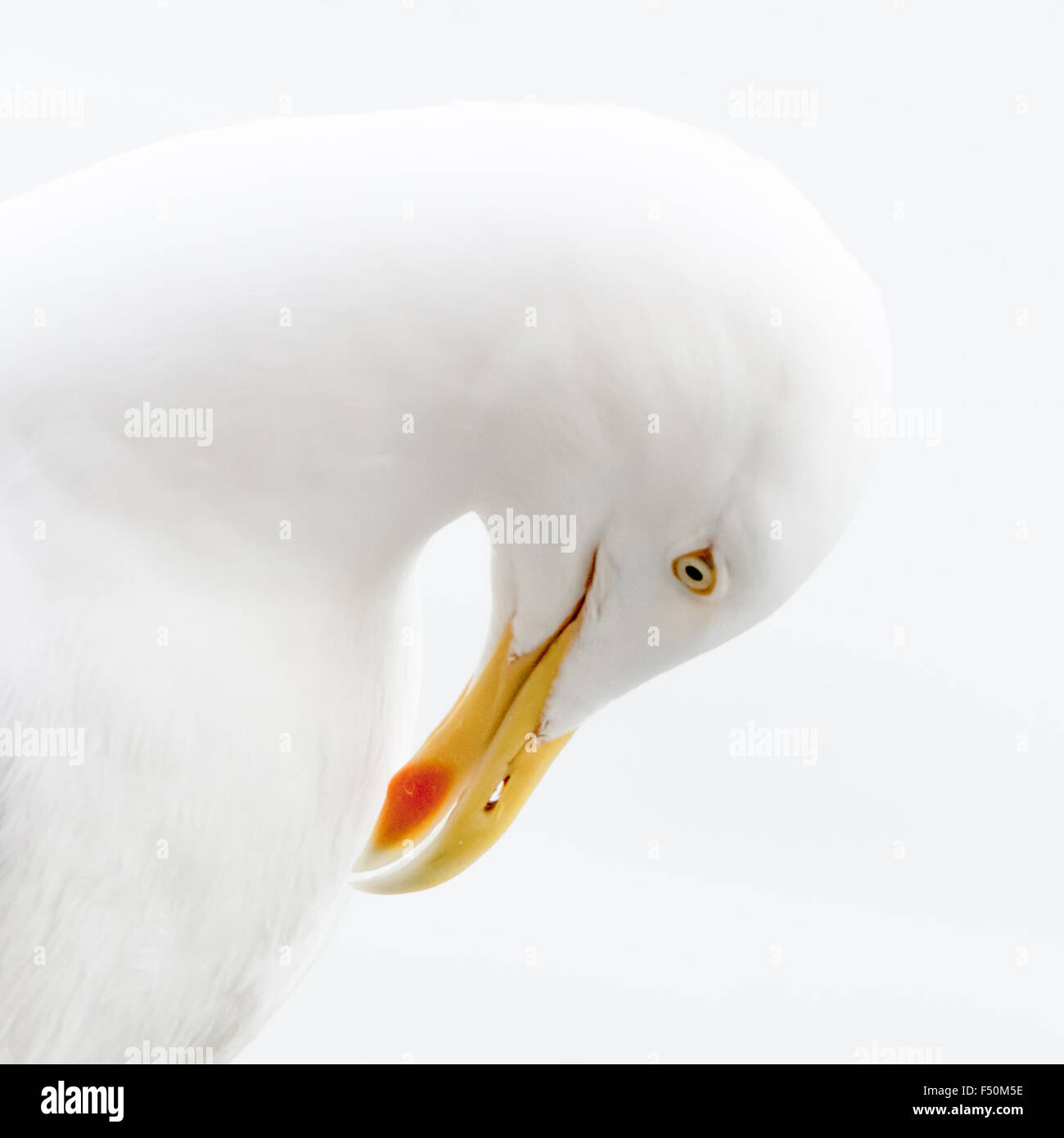Herring Gull portrait Stock Photo