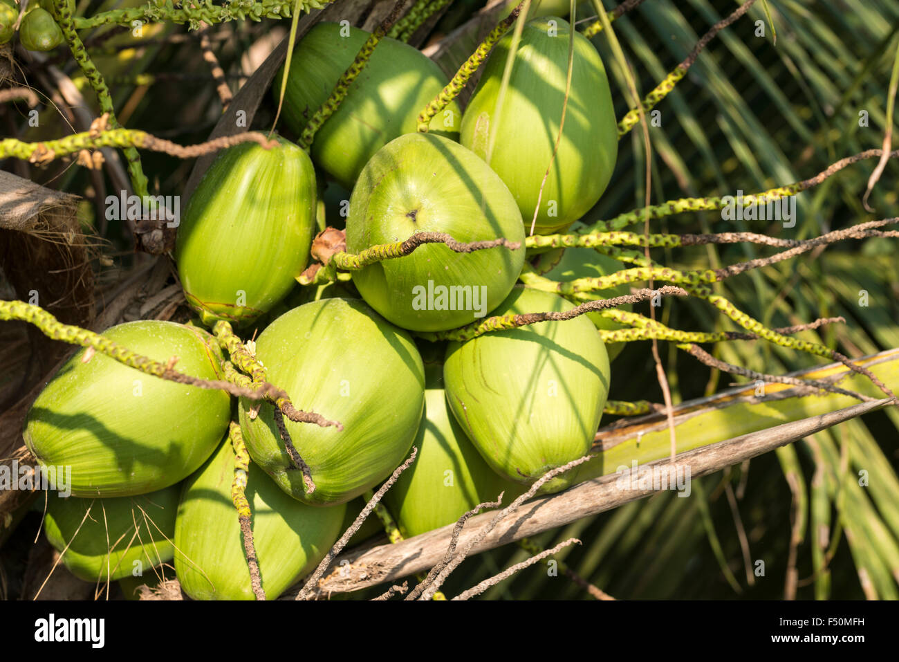 Green coconuts grow as bundles on palm trees Stock Photo