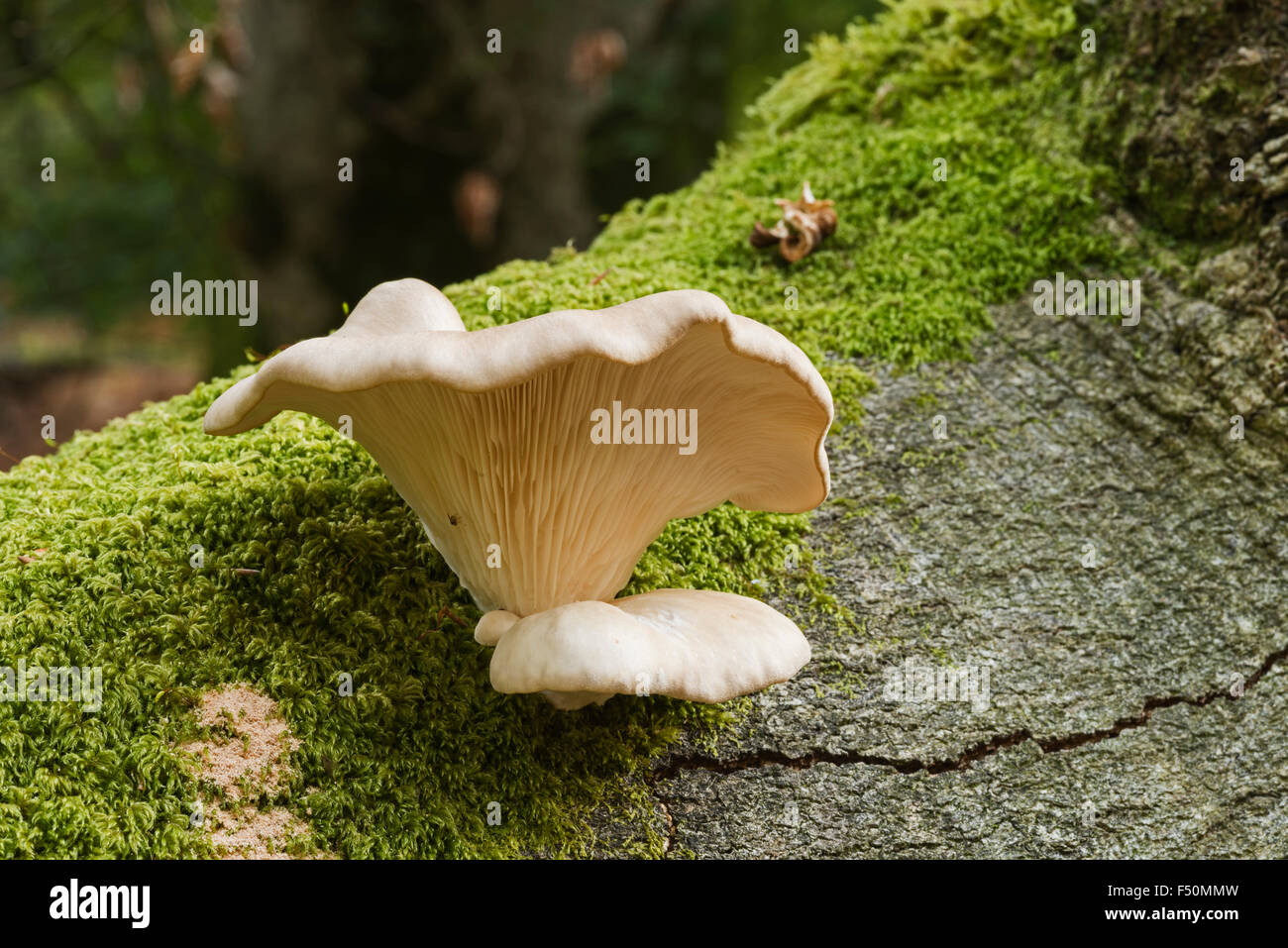 Oyster mushroom growing on a tree limb hires stock photography and