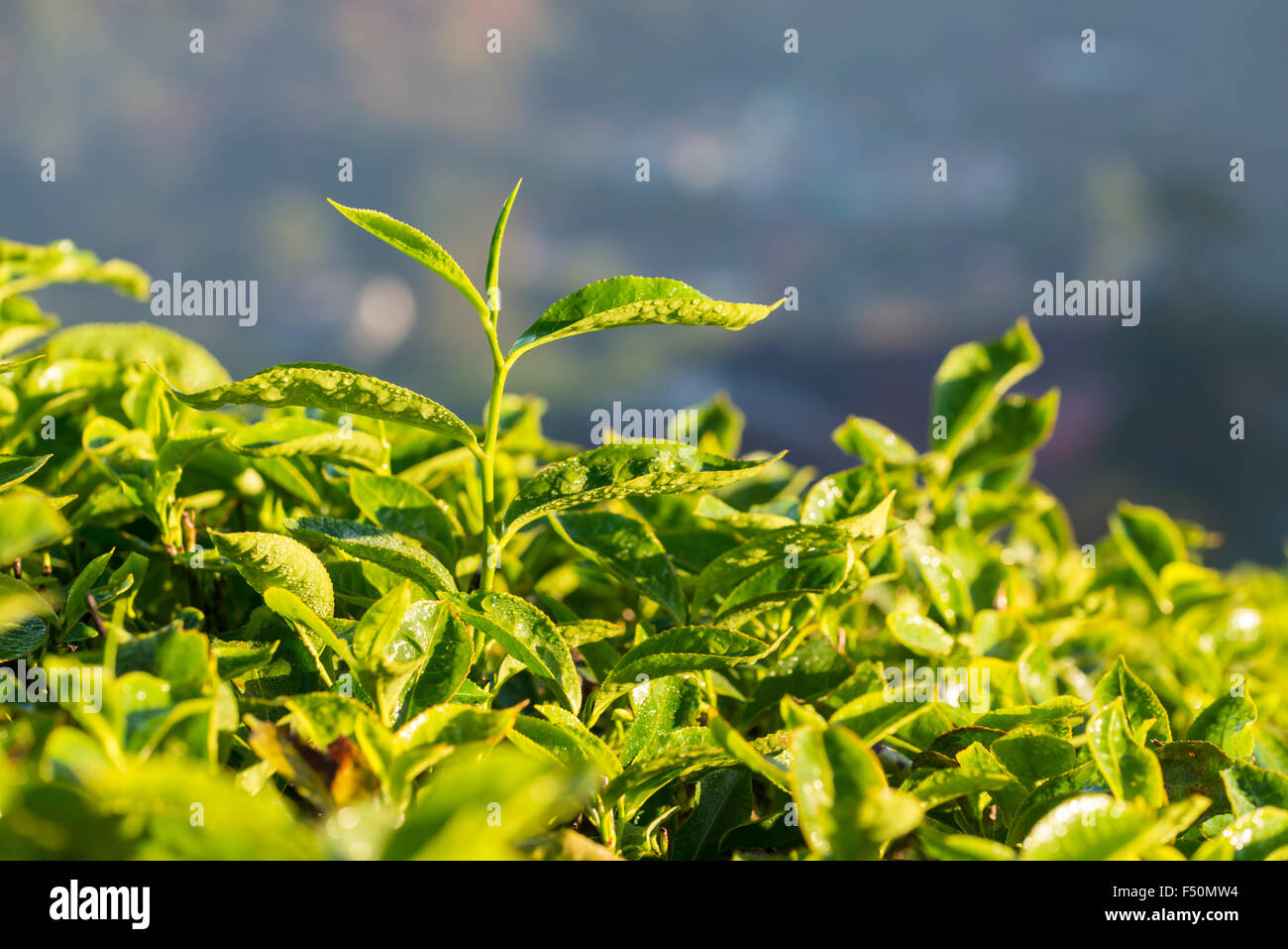 The most precious leaf is sticking out of green tea bushes, situated ...
