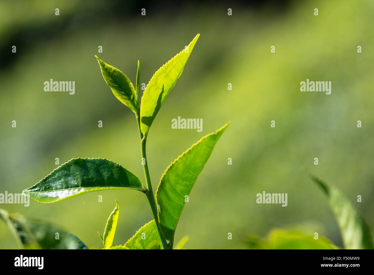The most precious leaf is sticking out of green tea bushes, situated ...