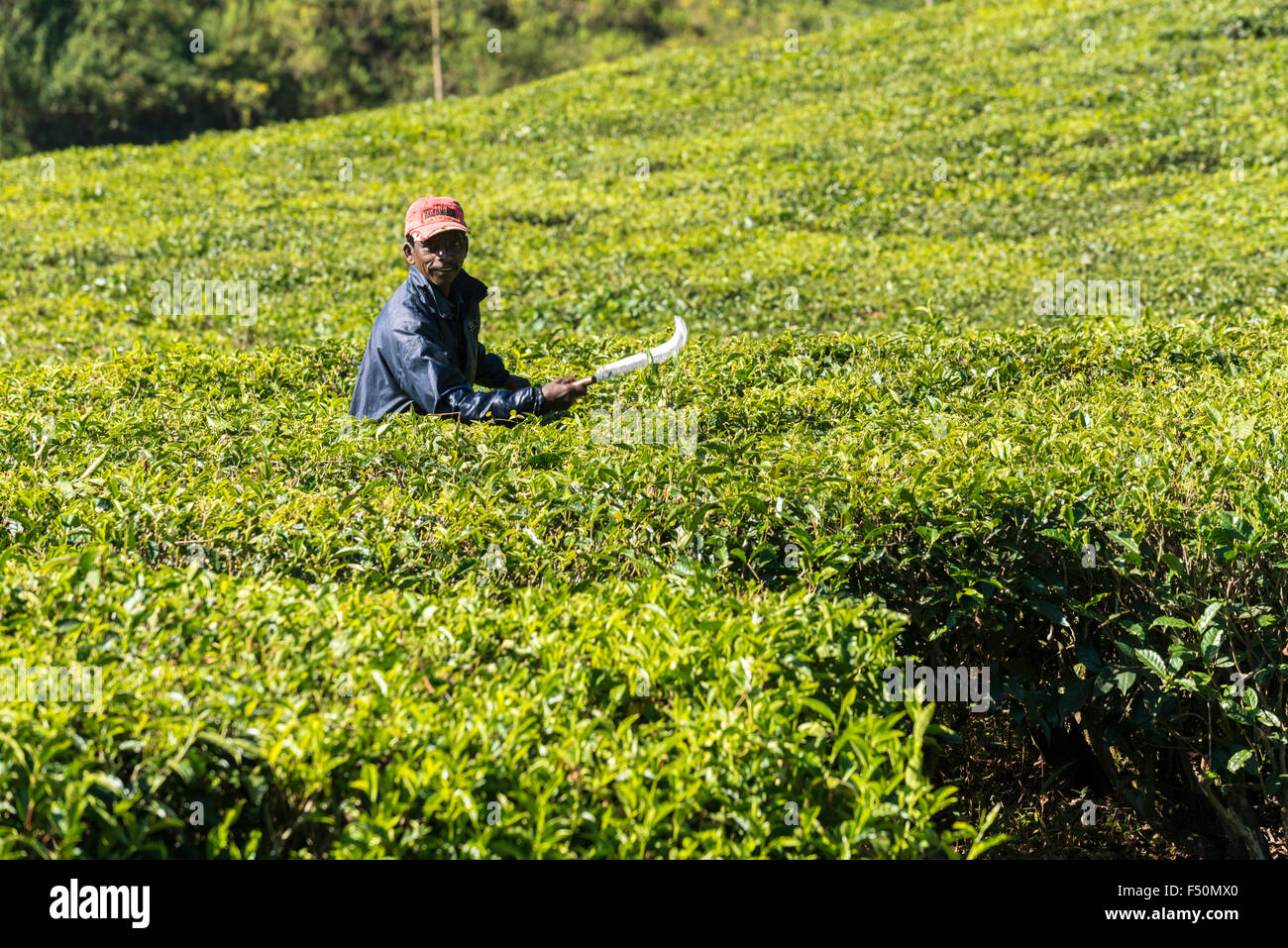 A worker is cleaning the little paths leading through the tea bushes, situated around 1600 m above sea level in the Western Ghat Stock Photo