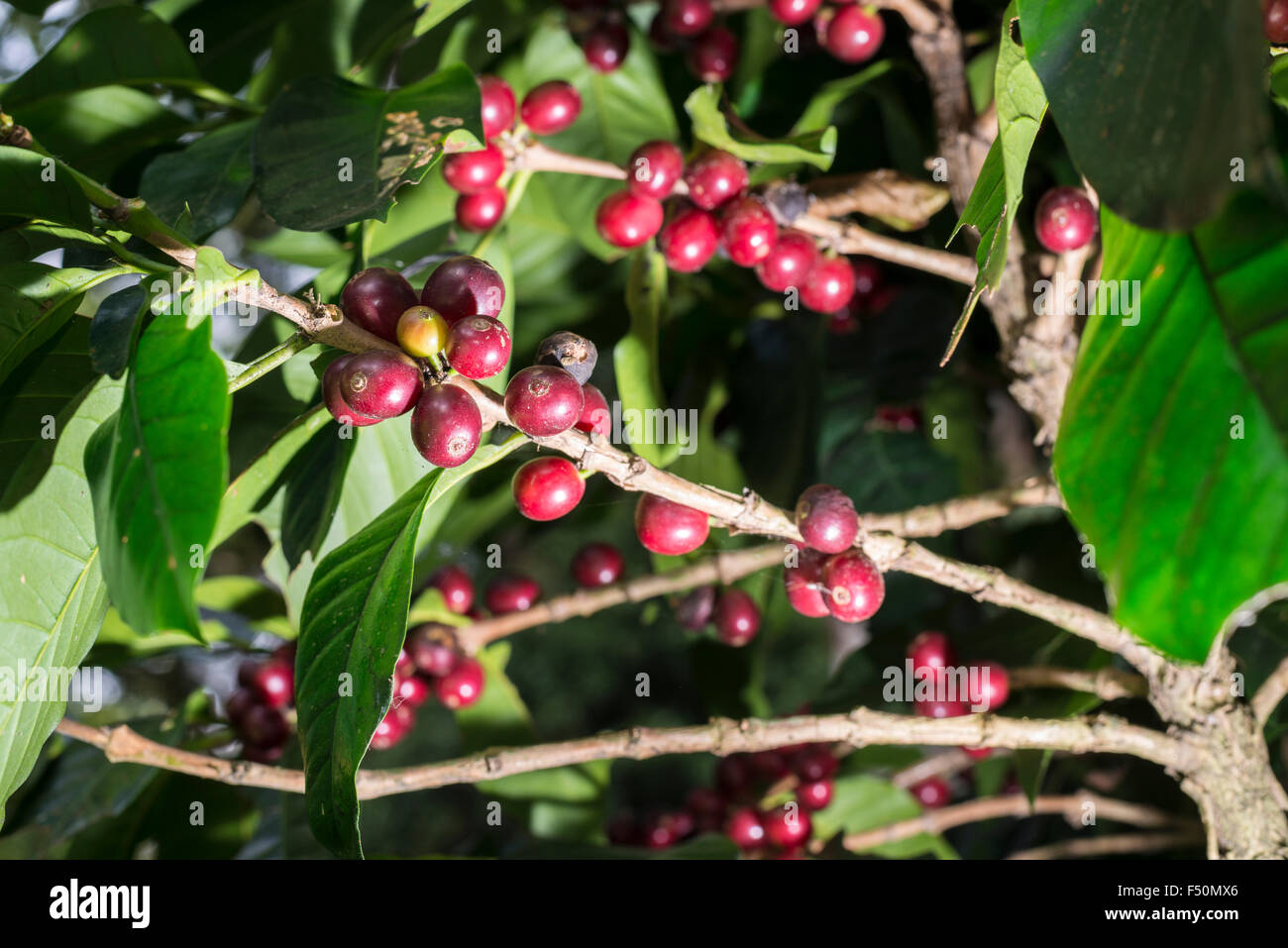 Red coffee beans are growing on bushes, situated around 1600 m above