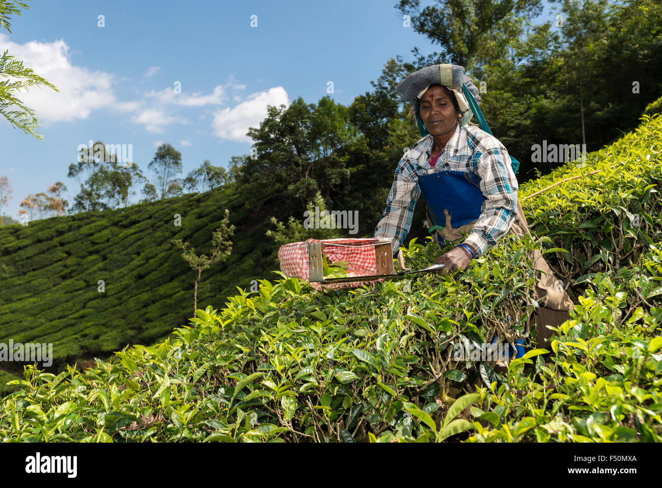 A female tea plucker is plucking tea leafs by scissor, situated around 1600 m above sea level in the Western Ghats Stock Photo