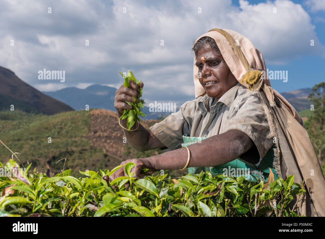 A female tea plucker is plucking tea leafs by hand, situated around 1600 m above sea level in the Western Ghats Stock Photo