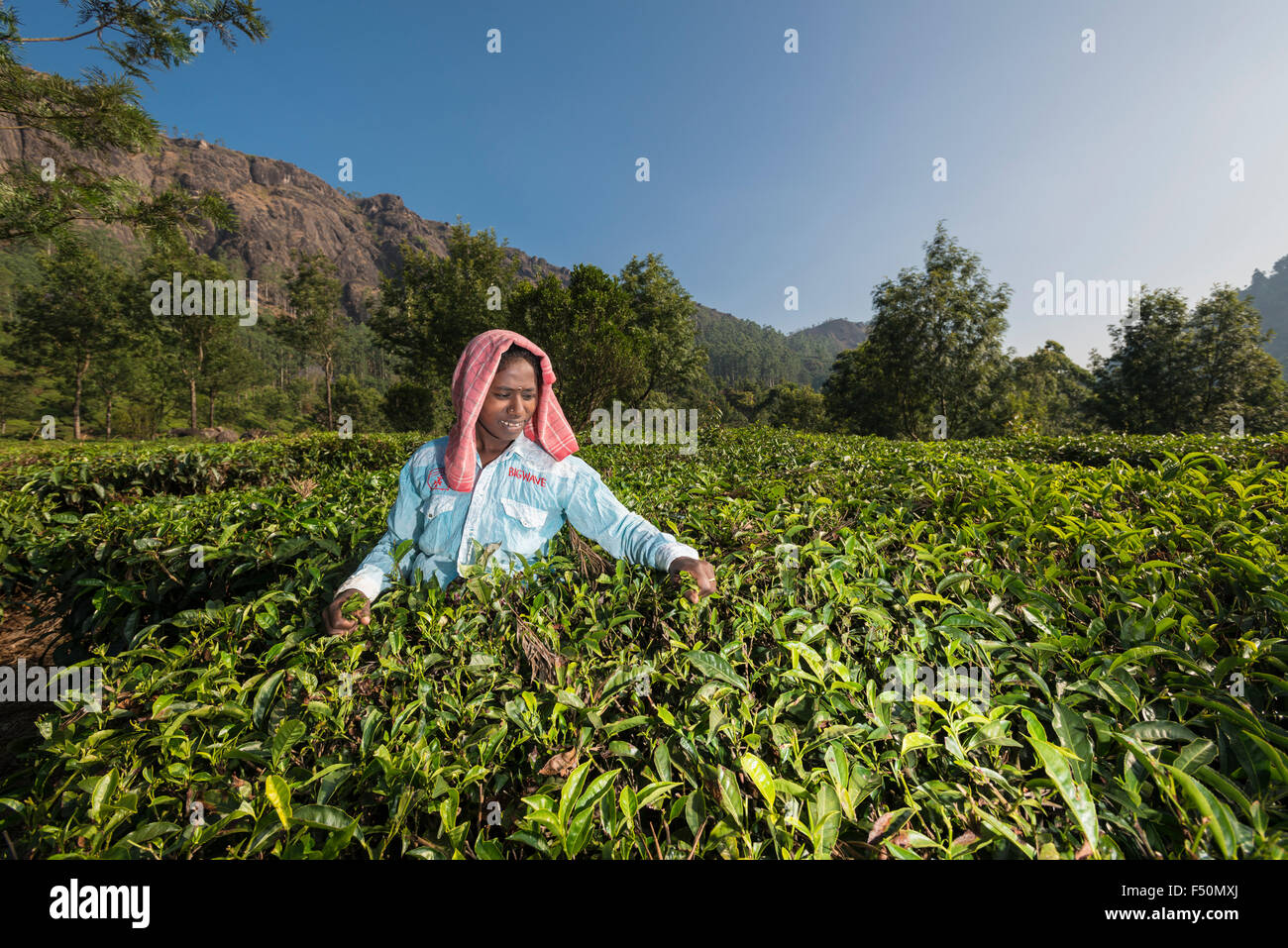 A female tea plucker is plucking tea leafs by hand, situated around 1600 m above sea level in the Western Ghats Stock Photo