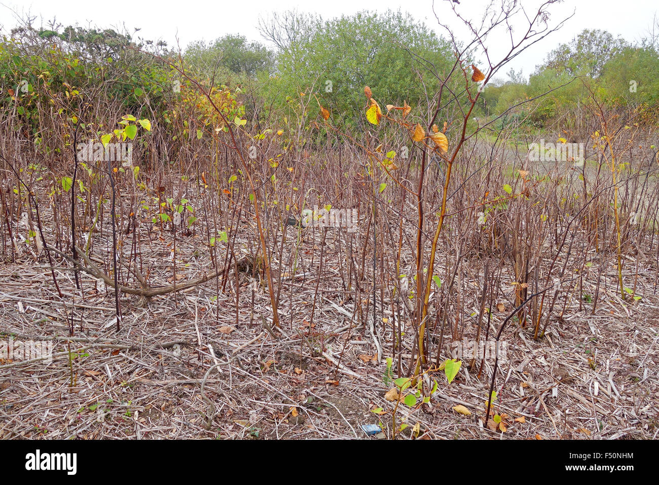 Japanese Knotweed that has been treated to eradicate this invasive plant Stock Photo