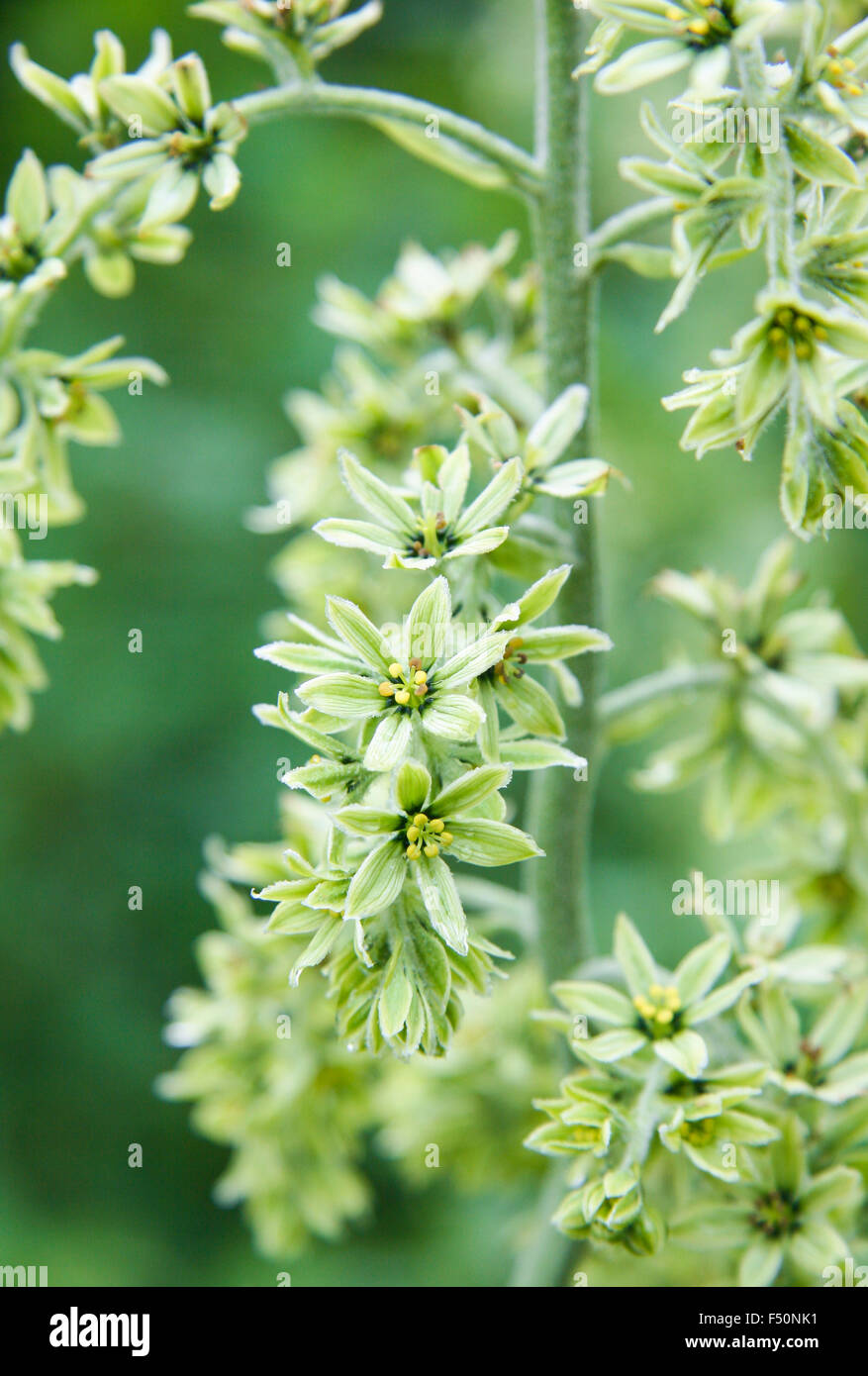 Closeup of green False Hellebore flowers Stock Photo