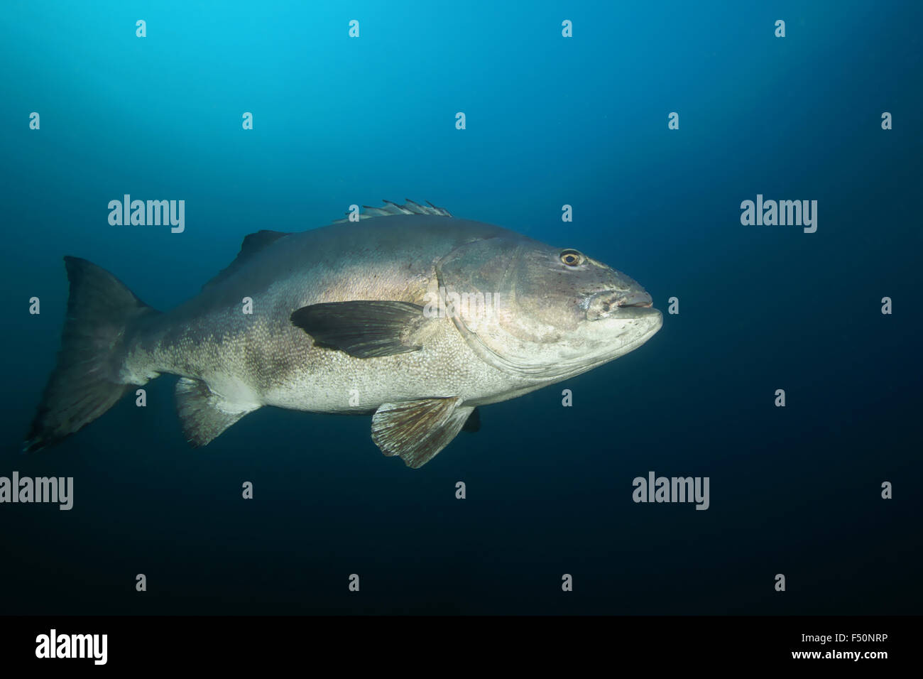 Fish Giant Black Sea Bass swimming through seaweed kelp forest