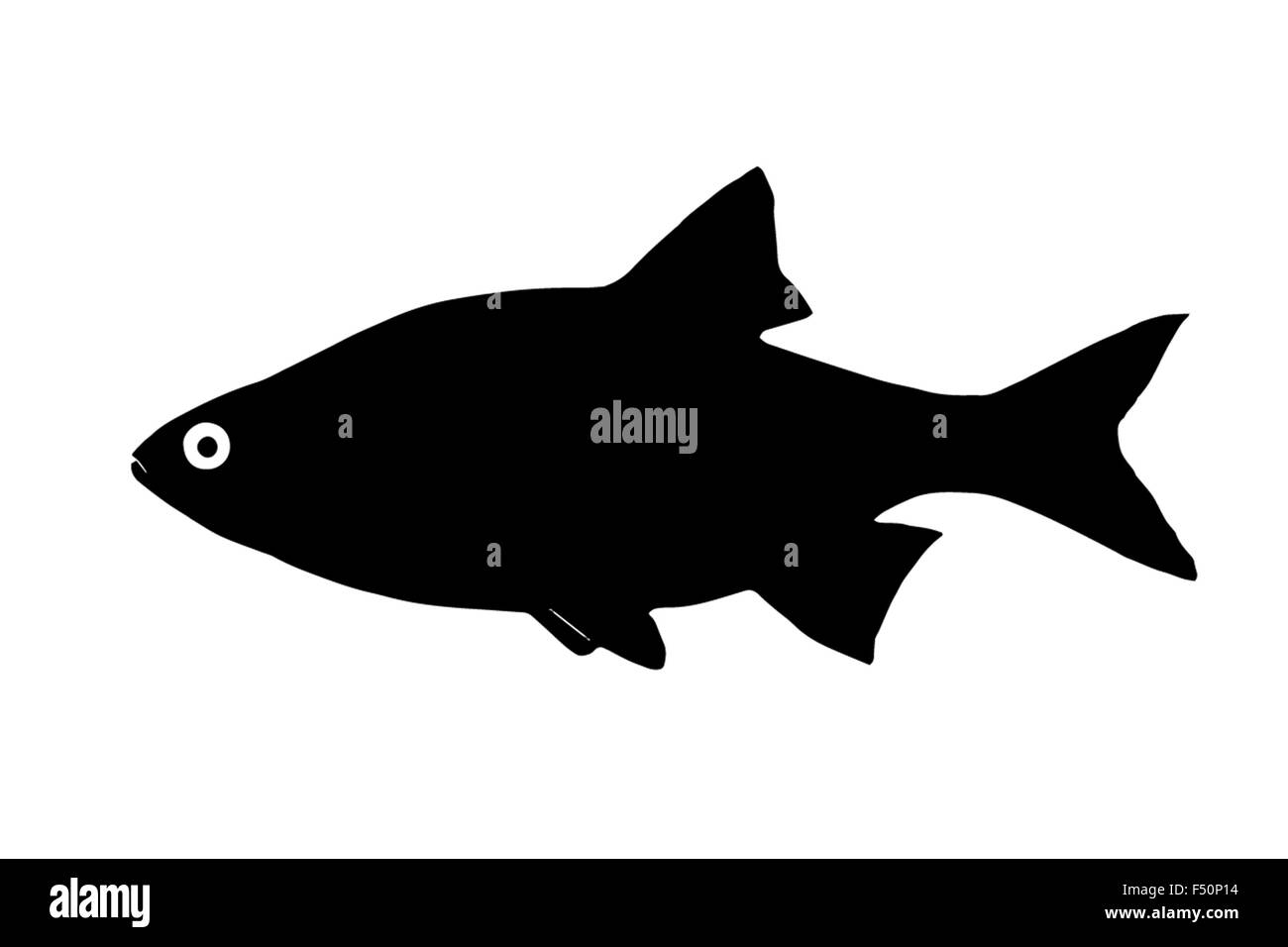 Silhouette freshwater fish Ide (orfe), who lives in a fast and clear waters. Stock Photo