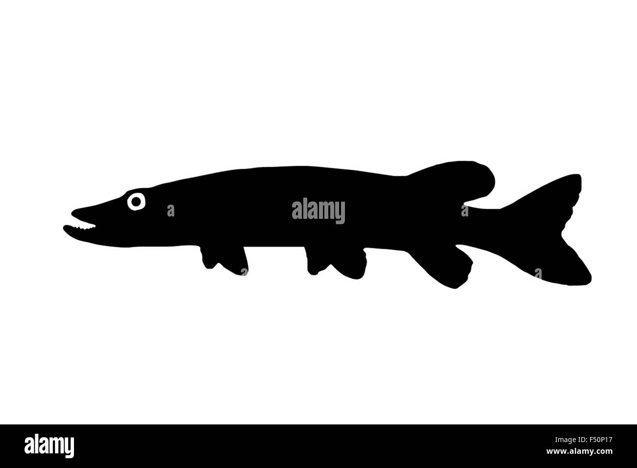 The silhouette of fish predators Pike freshwater fish that lives in clear lakes and rivers. Stock Photo