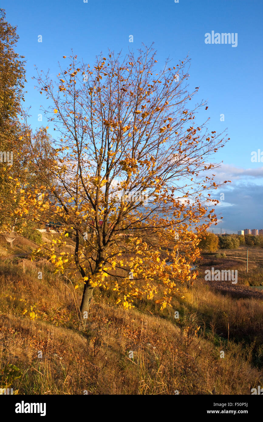 Bright leaf of birch tree in autumn sunlight hi-res stock photography ...