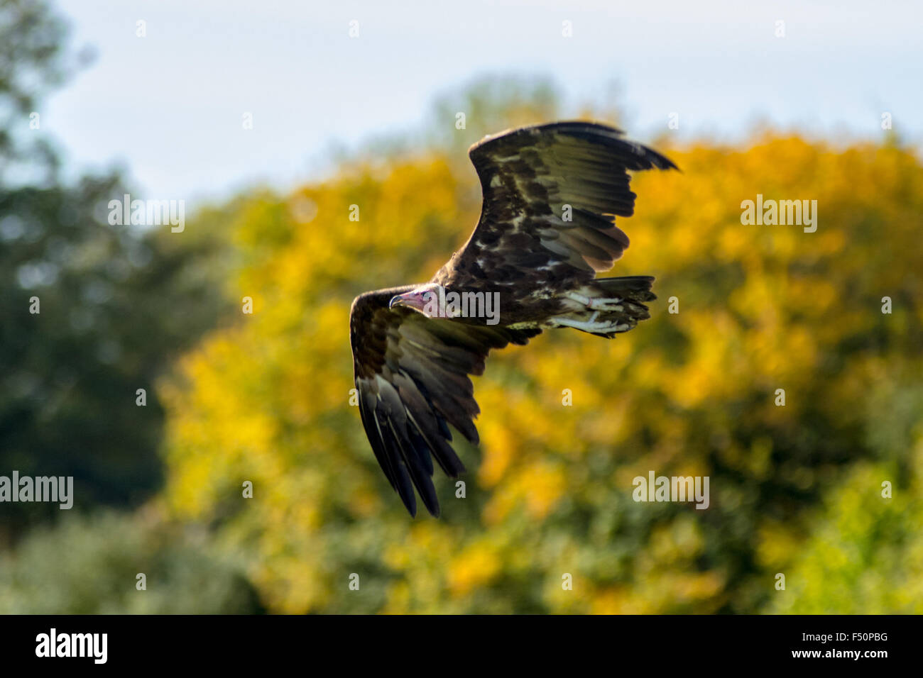 Vulture in flight Stock Photo