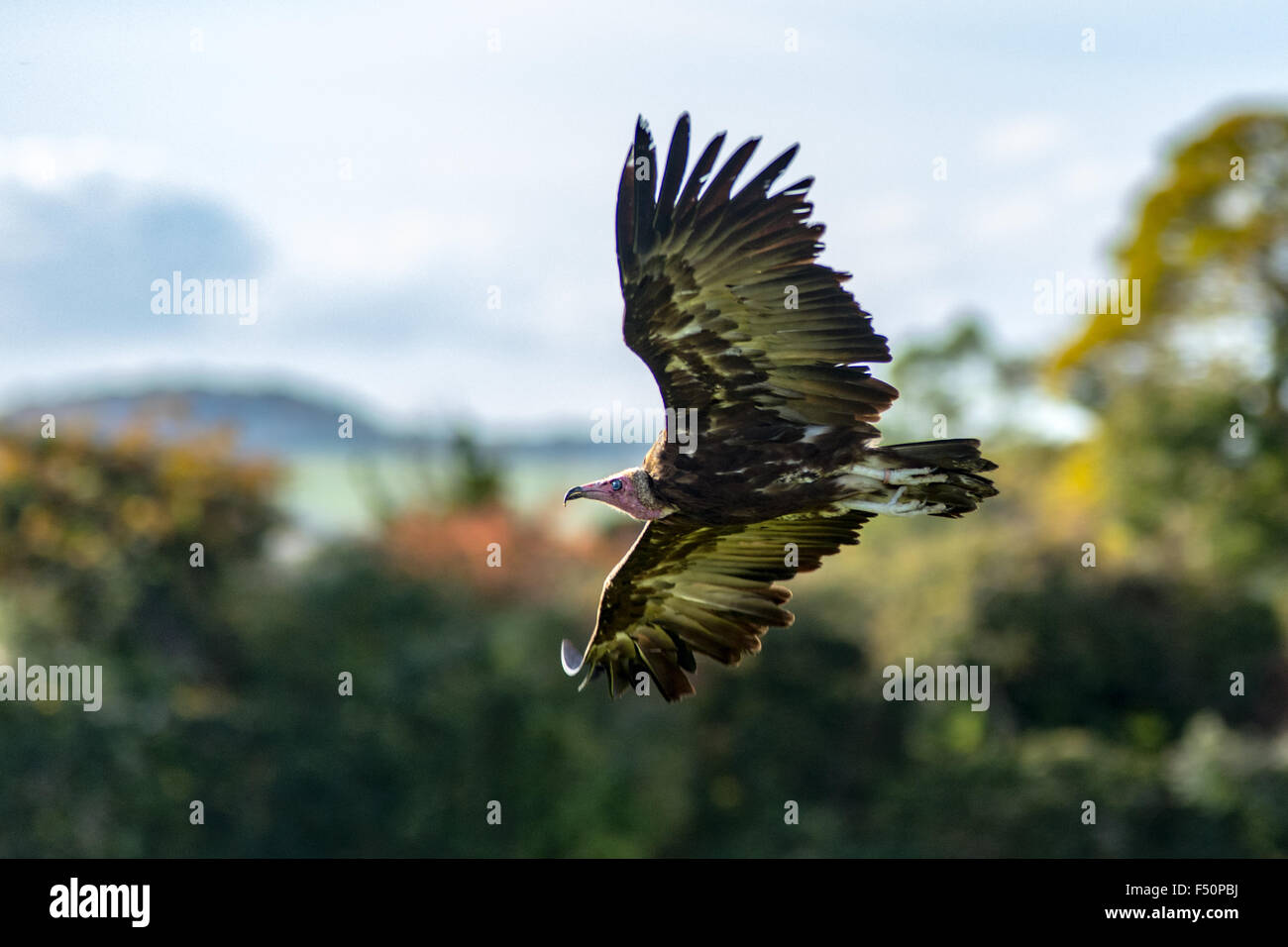 Vulture in flight Stock Photo