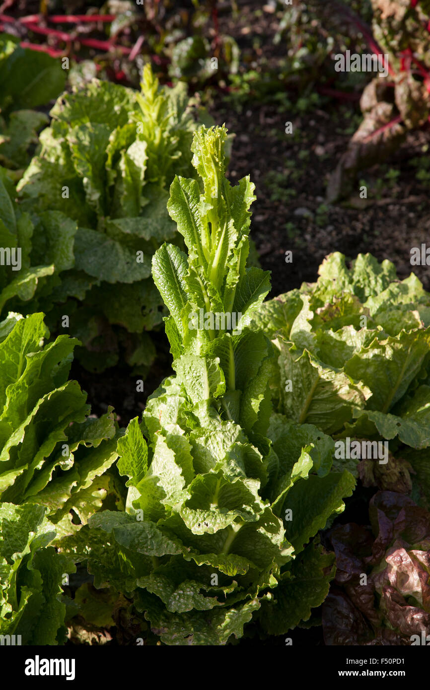 Fresh lettuce growing in an Irish garden Stock Photo