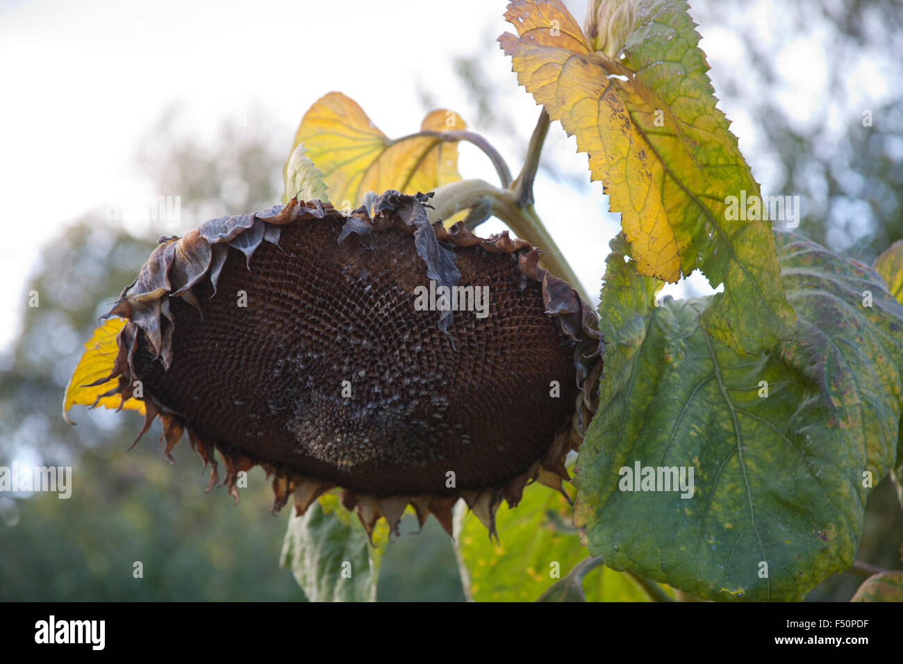Sunflower seed head  in an Irish garden Stock Photo