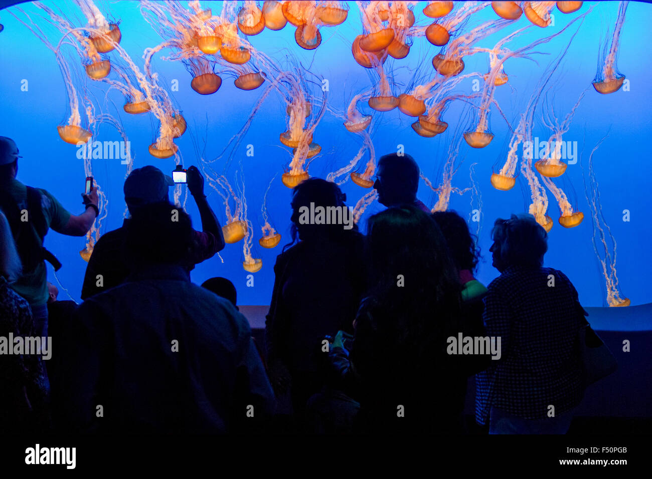 sea nettles at the Monterey aquarium; california Stock Photo