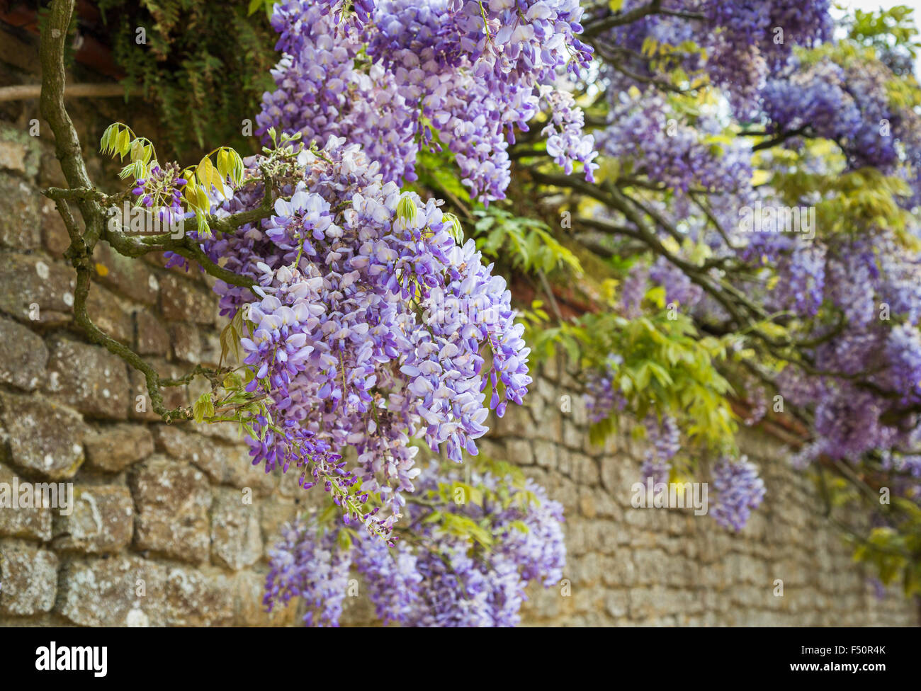Beautiful purple wisteria (Wisteria sinensis) growing against a stone