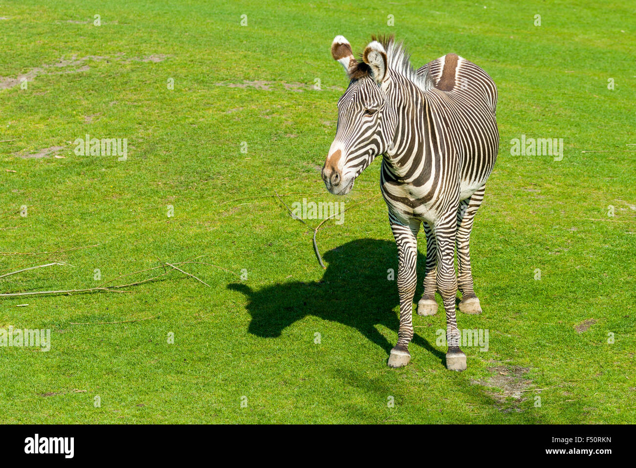 A Grevy's Zebra (Equus grevyi), standing on a meadow Stock Photo