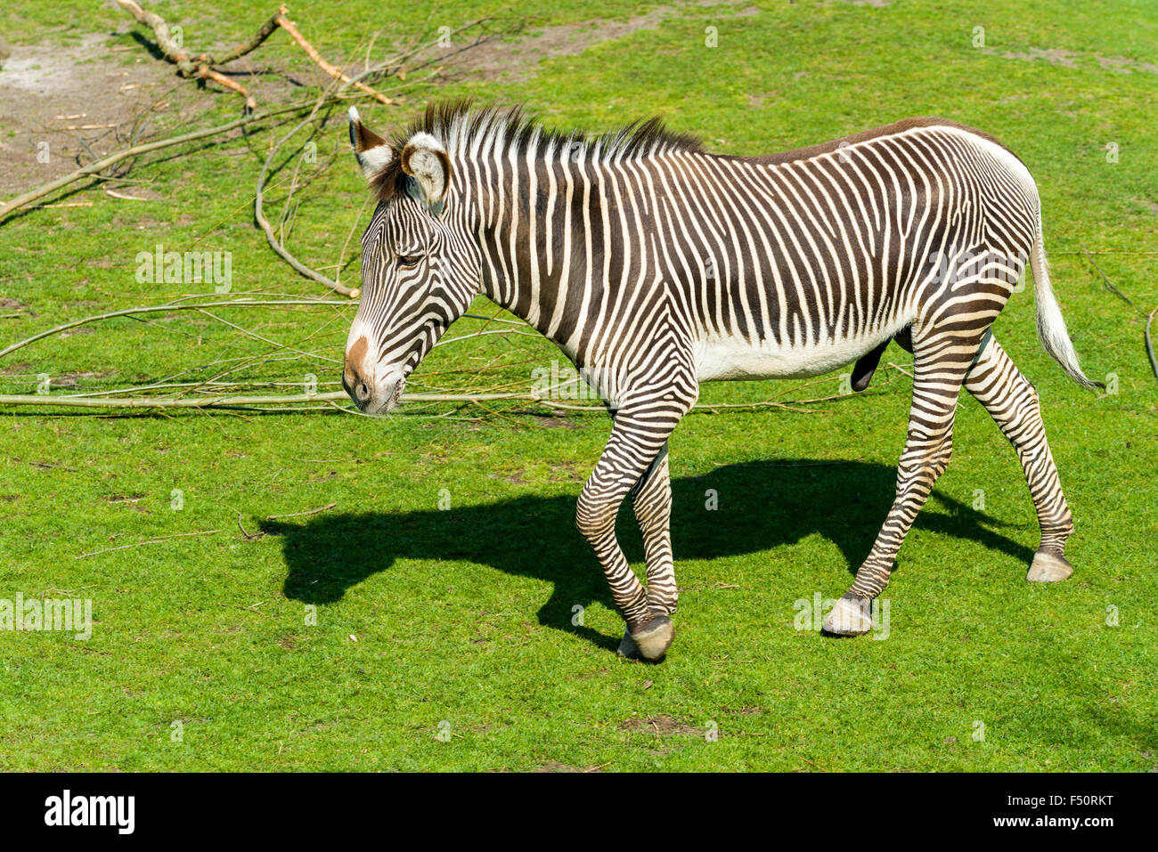 A Grevy's Zebra (Equus grevyi), walking on a meadow Stock Photo