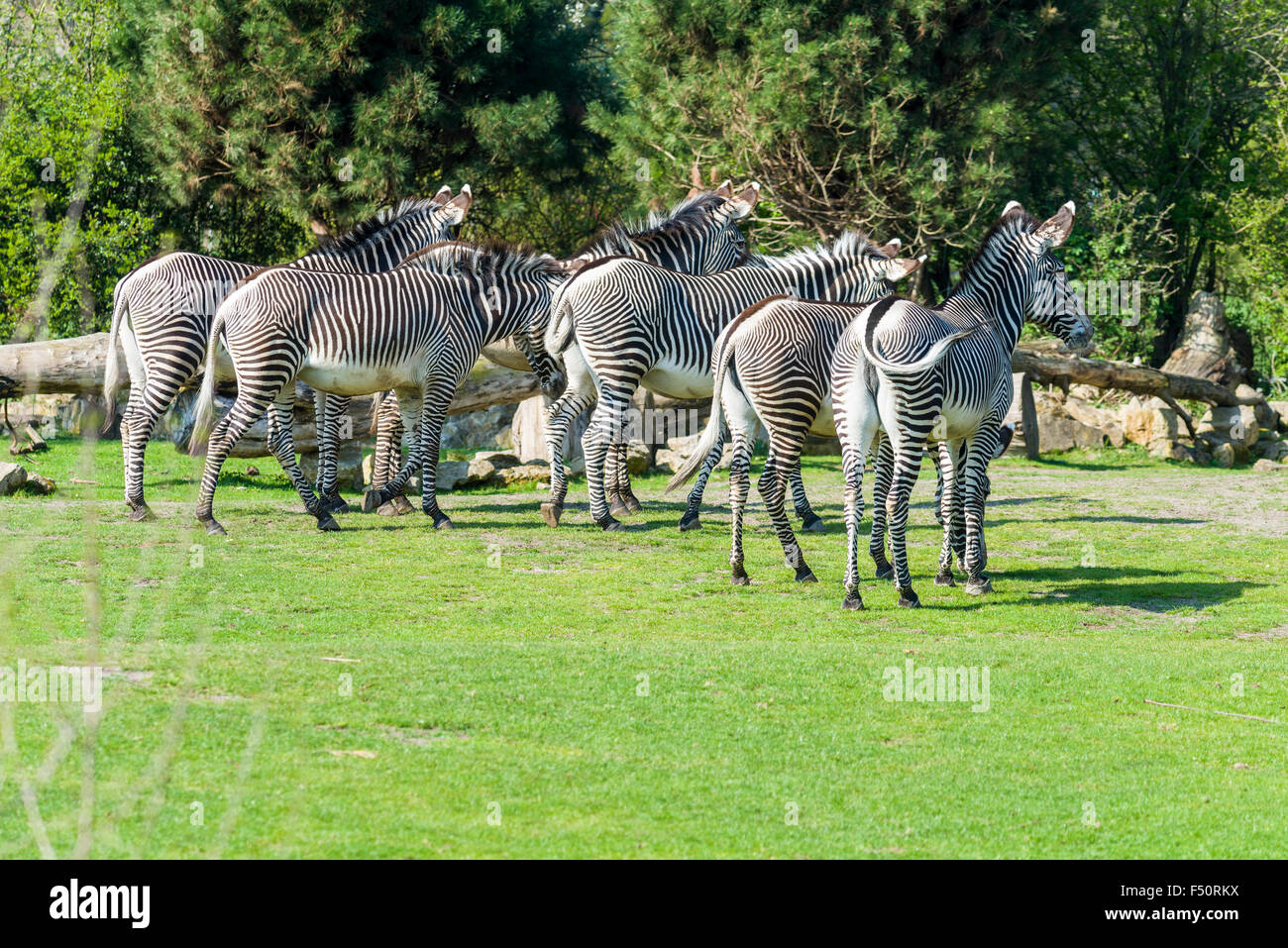 A group of Grevy's Zebras (Equus grevyi), standing on a meadow Stock Photo