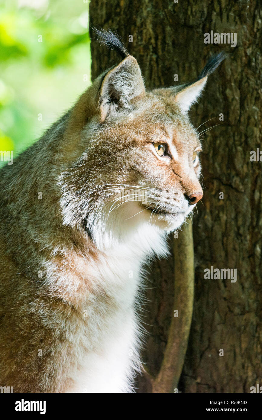 A male European Lynx (Lynx lynx) is peering out of the thicket Stock Photo
