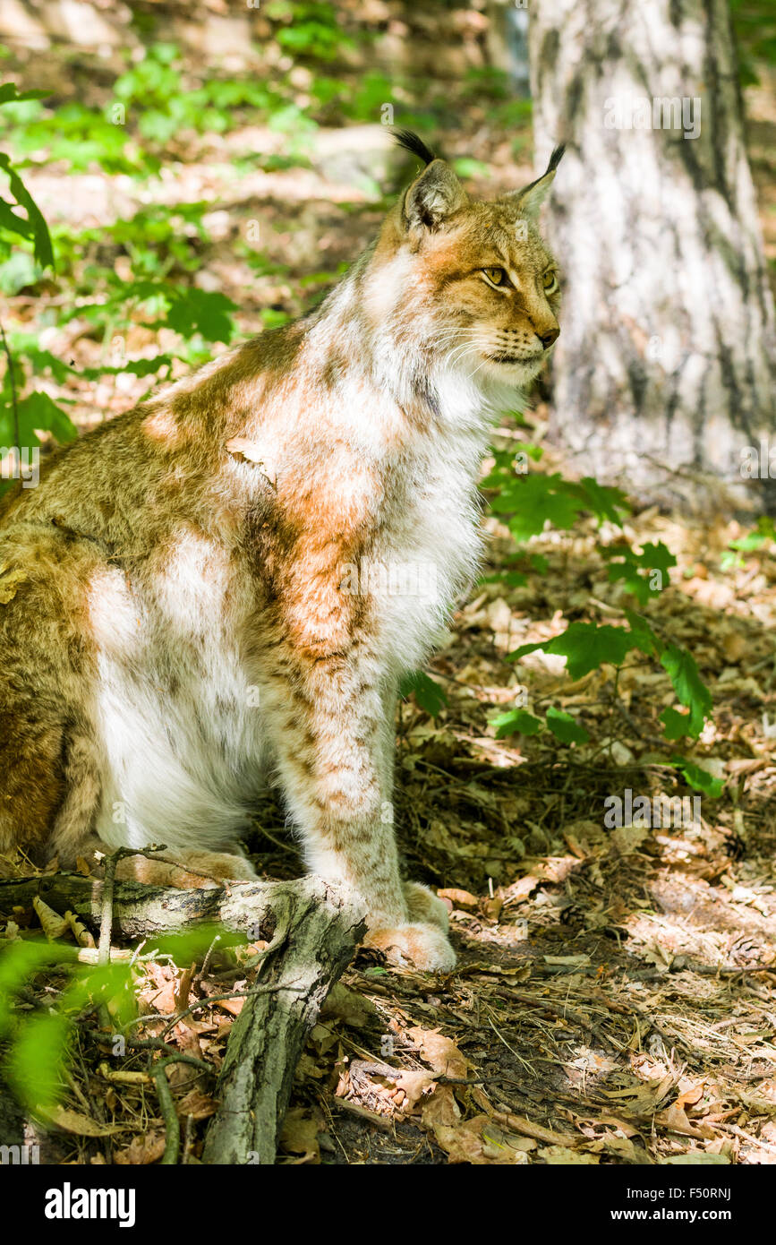 A male European Lynx (ynx lynx) is peering out of the thicket Stock Photo