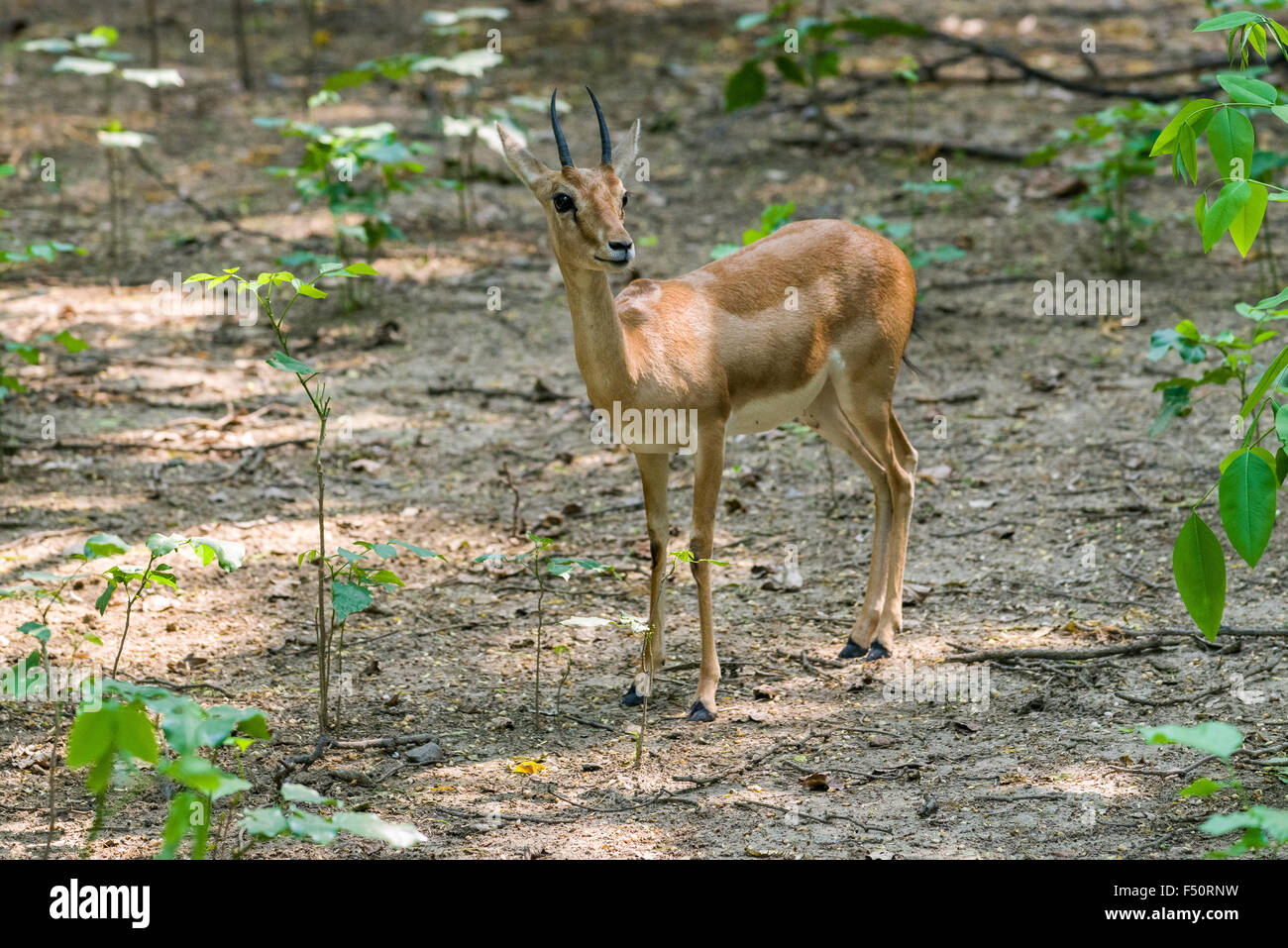 A Indian Gazelle (Gazzella bennettii) is standing between small trees in the zoo Stock Photo